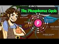 The Phosphorus Cycle | a Regenerative Soil excerpt