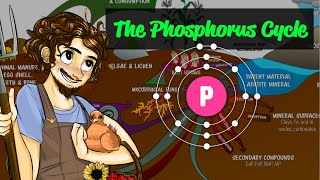 The Phosphorus Cycle | a Regenerative Soil excerpt