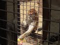 Hungry Monkeys 😲🙈 #monkey  #animals  #cute