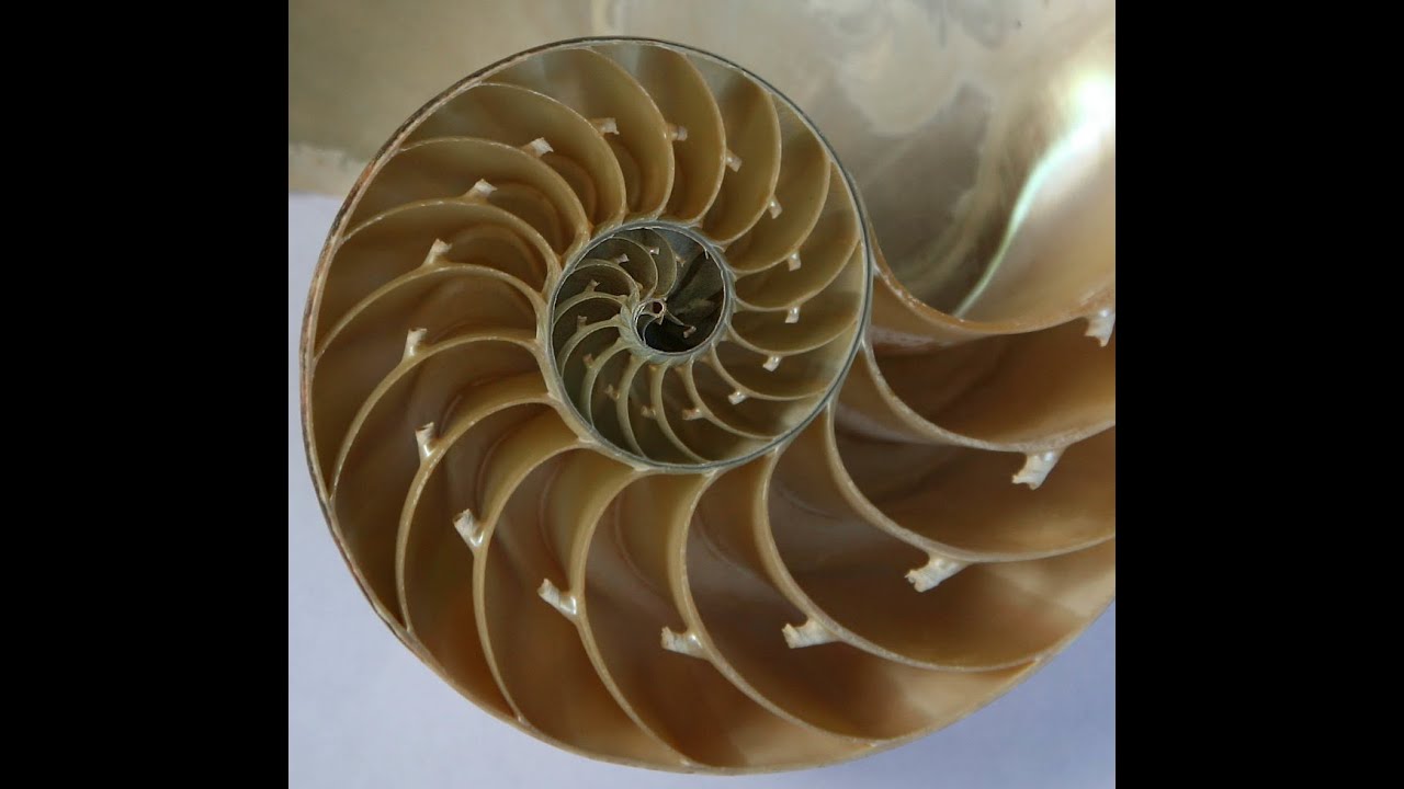 Math In A Shell - YouTube