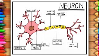 How to draw Neuron Cell Easy | Nervous System Easy Drawing | Biology Diagram | Nerve Cell Diagram