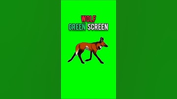Wolf 🐺 running green screen #wolf #greenscreen #viralshorts #animation #chromakey #dailygreenscreen