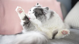 Peaceful Cat Video to DeStress