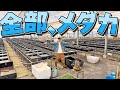 春だよ!!メダカ、集合〜!!