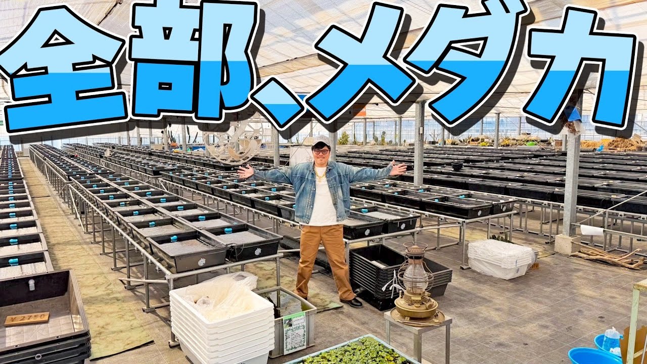 春だよ!!メダカ、集合〜!!