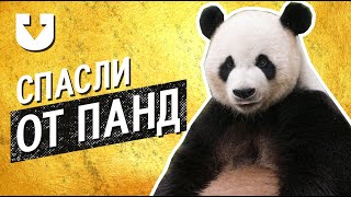 Девочка угодила в вольер с пандами: посмотрите, как ее спасали