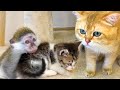 "Why do you need this daddy cat?"- adopted monkey Susie wants to be like a mother for kittens