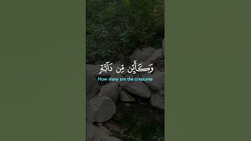 قرآن كريم#تلاوة_خاشعة#قران_كريم#قرآن#العراق#ماهر_المعيقلي#السعودية#الجزائر#مصر#اكسبلور#ترند#الكويت