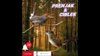 suara ciblek vs prenjak.100% ampuh buat pancingan/ mikat, 1 menit langsung nyamber