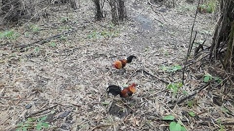 ต่อไก่ป่า Dib qaib qus tiv nag tuaj zoo kawg # 02-April-2022