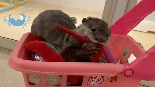 カワウソの赤ちゃんがはじめての水鉄砲にあばれまくる！！　Baby Otters Go Crazy Over Water Gun!