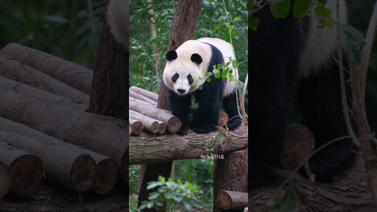 我们小叶子妹妹越来越漂亮啦大熊猫和叶 和花和叶