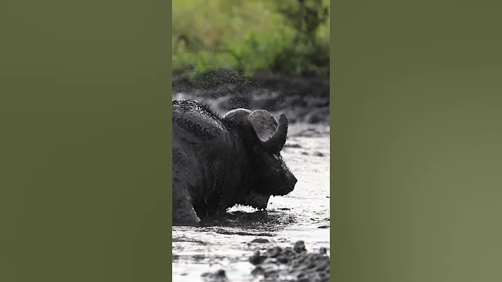 Buffalo vs Insect Swarm in Mud Bath! - DayDayNews
