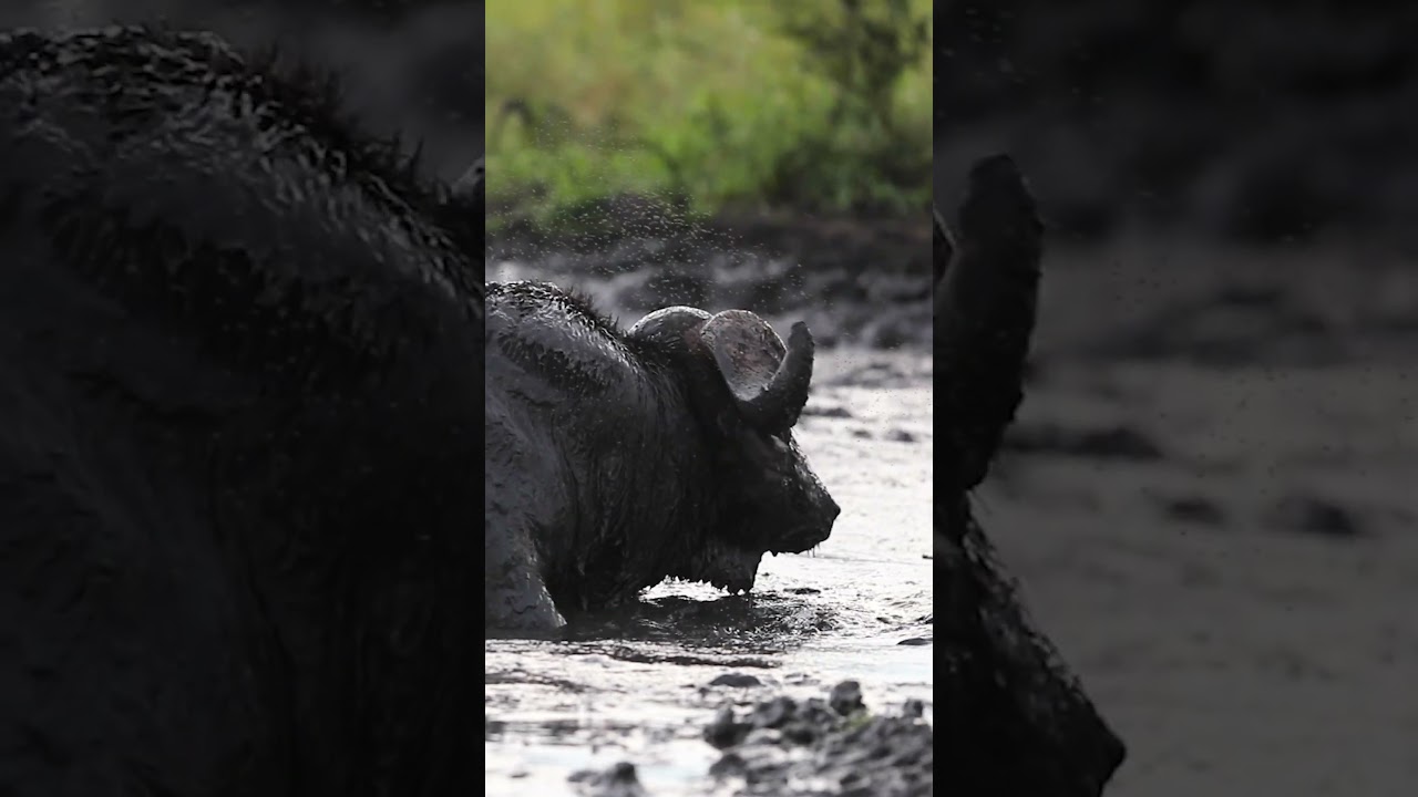 Buffalo vs Insect Swarm in Mud Bath!