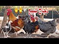 يوم في البادية دجاج للبيع كتاكيت ذكور السلالات ماشاءالله 0642416224 ولاعة مع الدجاج 