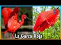 IBIS ESCARLATA - La GARZA ROJA ♥️♥️