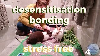 Bonding Rabbits STRESS FREE In A Week Using Desensitisation Method
