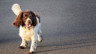 Comparing the Cocker Spaniel and Samoyed A Fluffiness Face Off