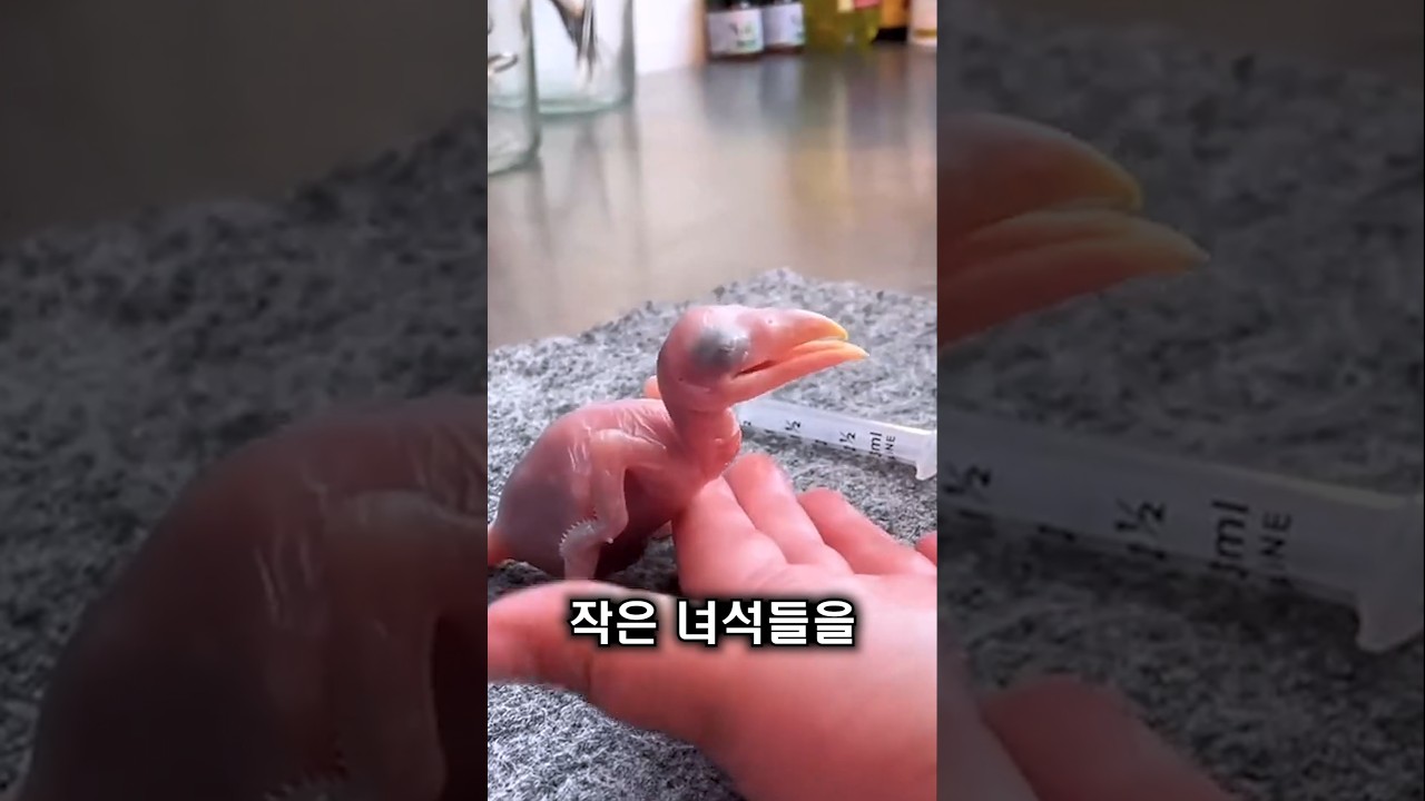 나무속에서 발견한 새끼 새들