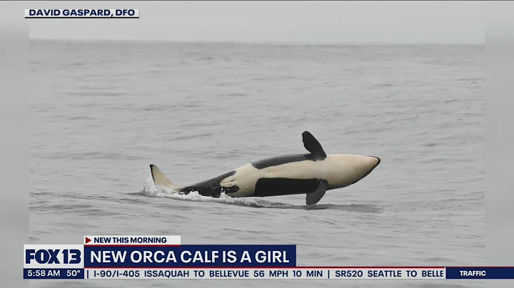 New orca calf in K-pod is a girl | FOX 13 Seattle