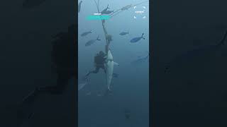 Shark Rescue Caught On Camera