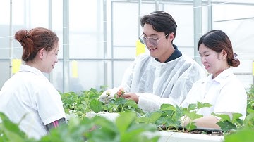 Thiết lập chuỗi giá trị nông sản thông minh và an toàn tại Việt Nam  Dâu Tây