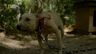 Un élevage de chiens de combat dans la forêt