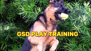 German Shepherd training#gsdplaying by DOG tubed 27 views 1 year ago 2 minutes, 16 seconds