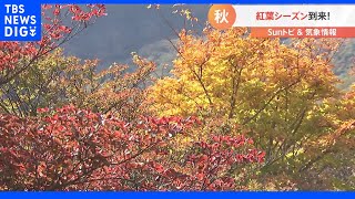 関東 紅葉シーズンスタート！【SUNトピ】｜TBS NEWS DIG