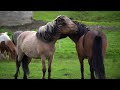 If you are an animal lover, you will love the Icelandic horse on your  Iceland travel