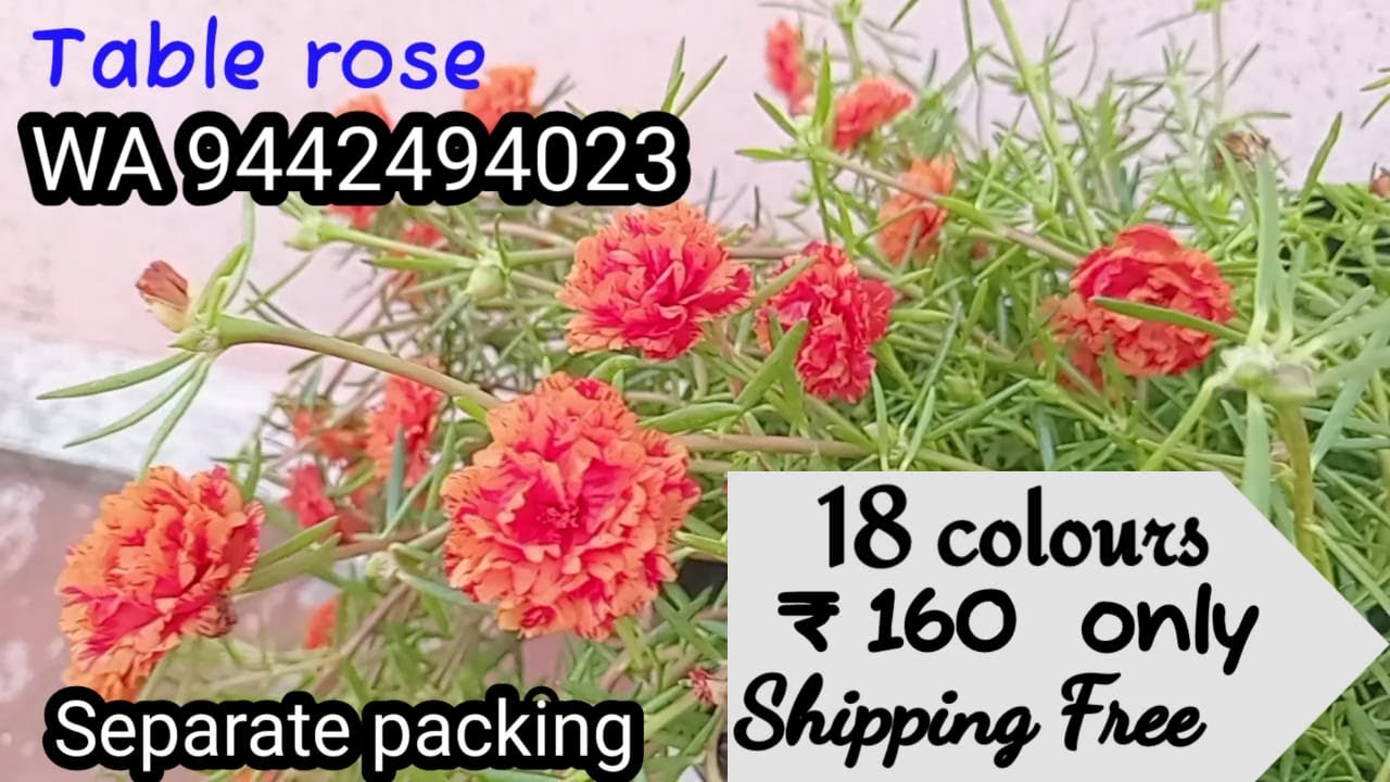 Table Rose 18 Colours Sale / Petals