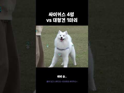 싸이커스 4명 VS 대형견 <strong>1마리</strong>