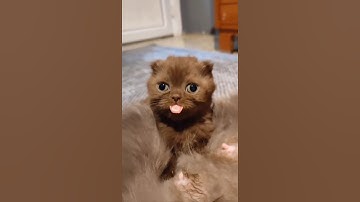 #113 Try Not To Laugh Cats And Dogs Videos 🐶🐱 #funny #cute #reels #reelitfeelit