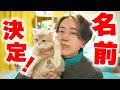 ついに猫ちゃんの名前が決まりました!【てきと】【ねこ cat】