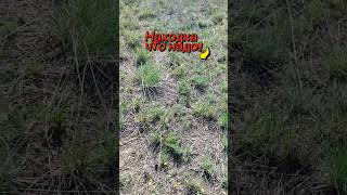 Находка на пустом поле #metaldetector #природа #клад #metaldetecting #кладоискатель #коп #копатели