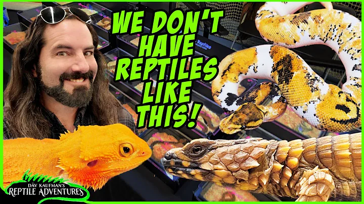 AMAZING EUROPEAN REPTILE EXPO! (Nijmegen Reptile Expo, 2024)