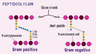 Flash video: Bacterial cell walls