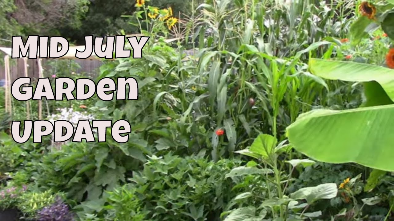 Mid July Vegetable Garden Update and Tour - Zone 6b Midwest - YouTube