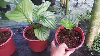 Bón phân cho cây đuôi công táo (calathea orbifolia) sau khi nhân giống
