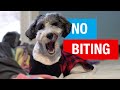 How I Stopped My Puppy From Nipping and Biting | Aussiedoodle