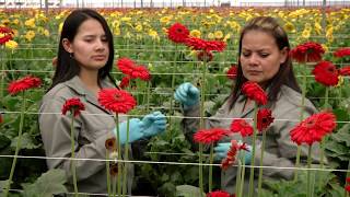 Agricultura al Día / Agricultura familiar, la base la economía campesina Agricultura al Día / Agricultura familiar, la base la economía campesina
