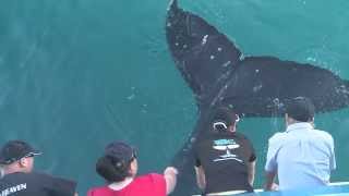 Humpback Whale surprises passengers with a tail splash up close and personal