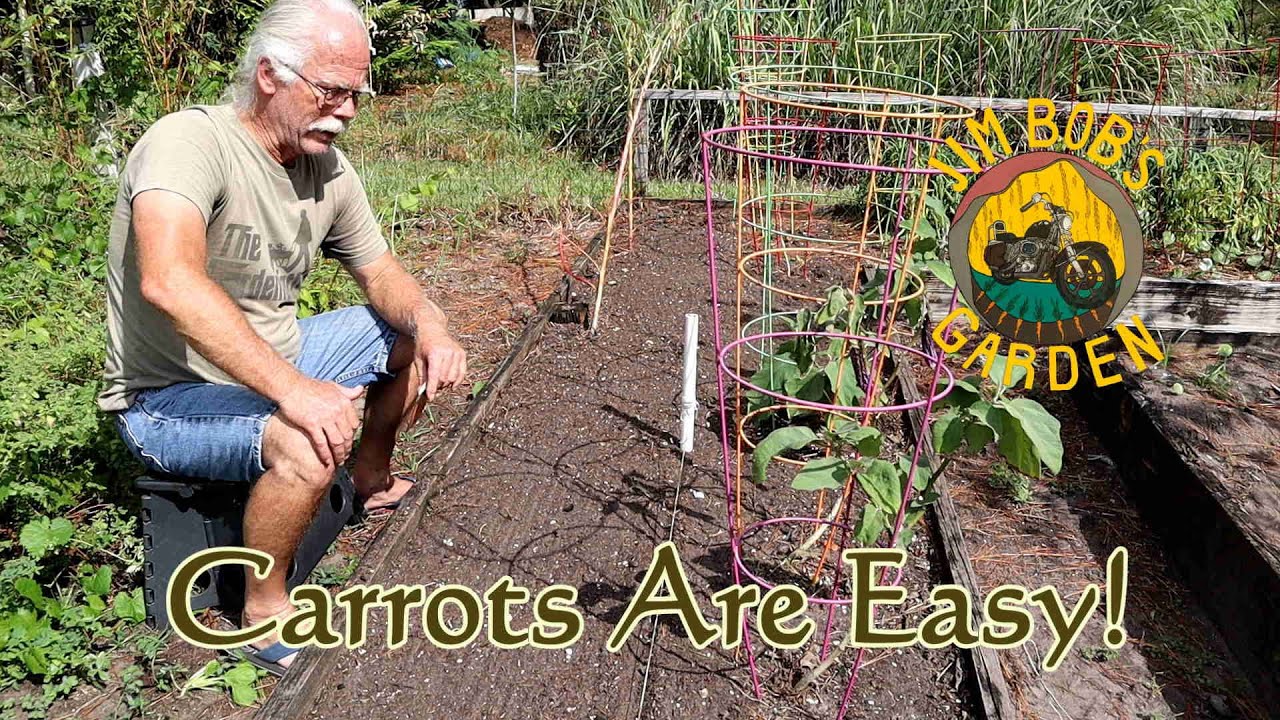 Морковь — это просто!