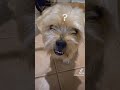 Singing to my pup. #dogsoftiktok #shorkie #dogs #dogshorts