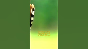 سورة الكهف اية 37 - بصوت جميل - قَالَ لَهُ صَاحِبُهُ وَهُوَ يُحَاوِرُهُ