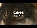 Salekh - Gray Wolf