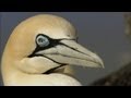 Cape Gannet Behavior and Adaptations