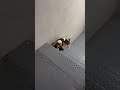 Basset hound vs stairs