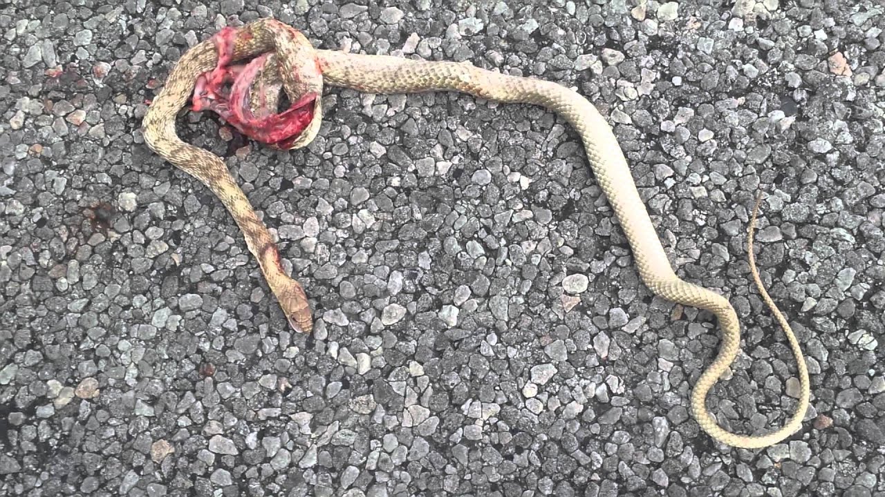 snake oil DOR Masticophis flagellum testaceus