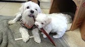 Daisy the Maltese Dog Showing Mommy her Teeth - YouTube